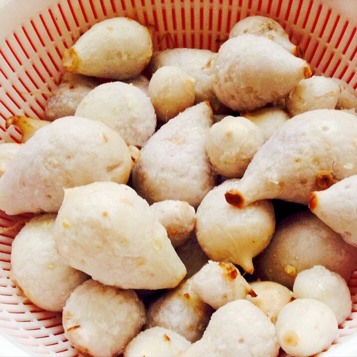 畑で収穫したチビ里芋の皮剥き&下茹で